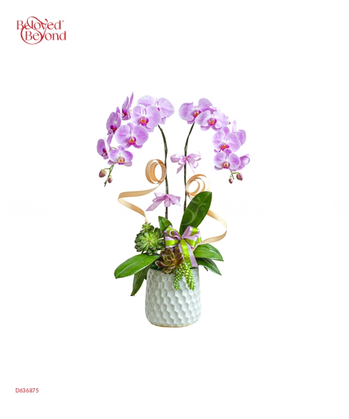 Hồng Phúc - belovedbeyond.com