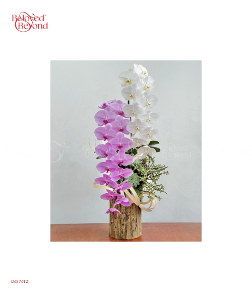 Hồ Điệp Cao Cấp 10 - belovedbeyond.com