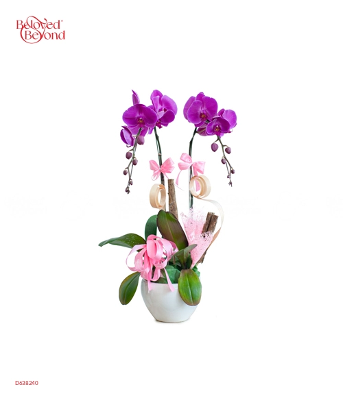 Lan Hồ Điệp Tím Mẫu 15 - belovedbeyond.com