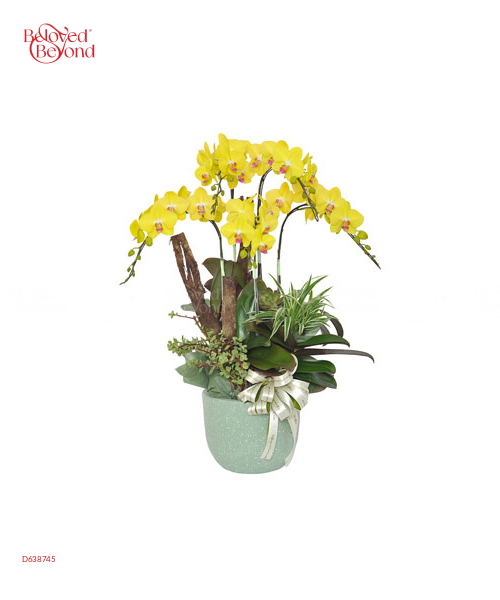 Kim Phúc Khai Hoa - belovedbeyond.com