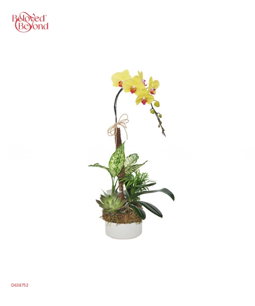 Hồ Điệp Cát Tường - belovedbeyond.com