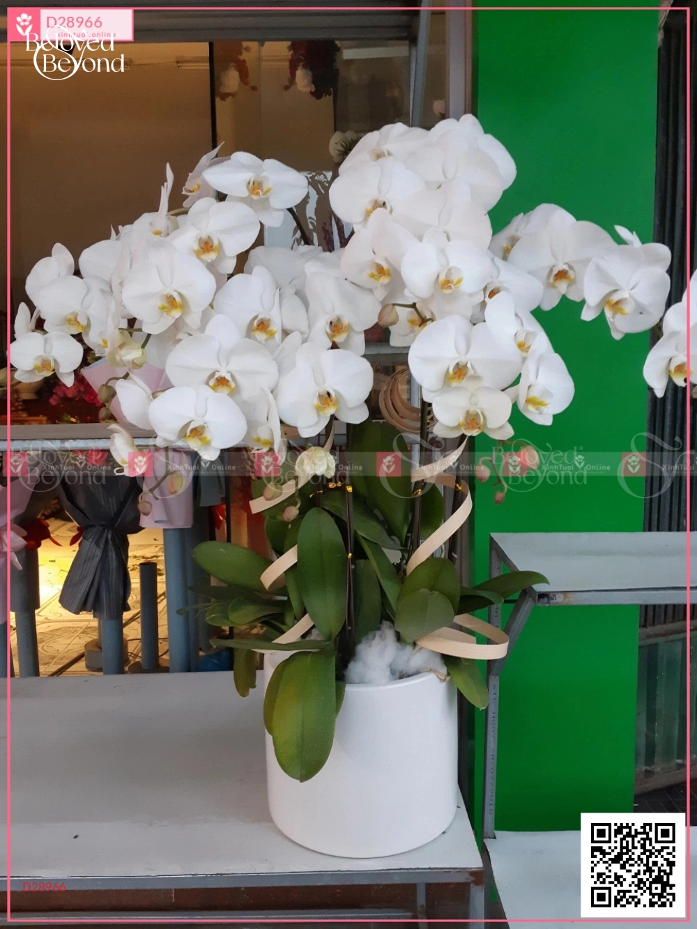 Đại Lộc - belovedbeyond.com