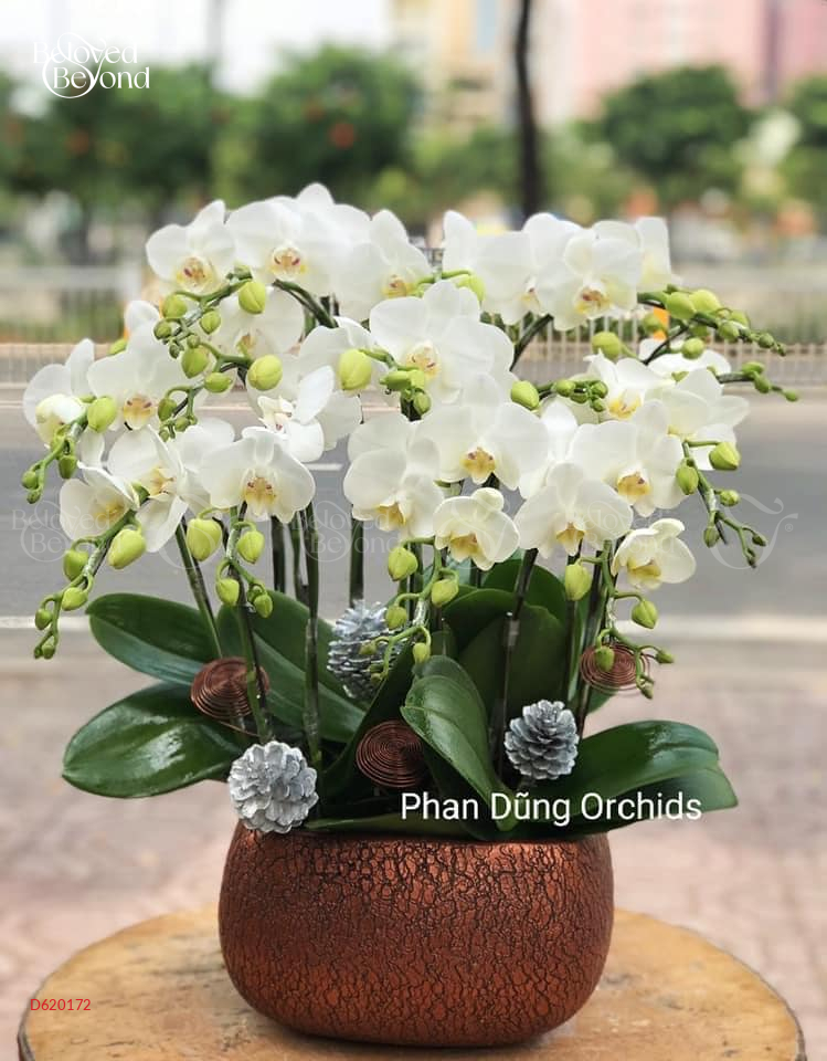 Lan Mini Tết 2023 (12 Cành - Trắng Cành Ngắn) - belovedbeyond.com