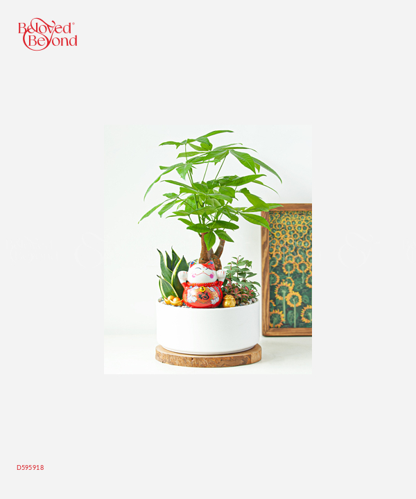 Mèo Phát Tài - belovedbeyond.com