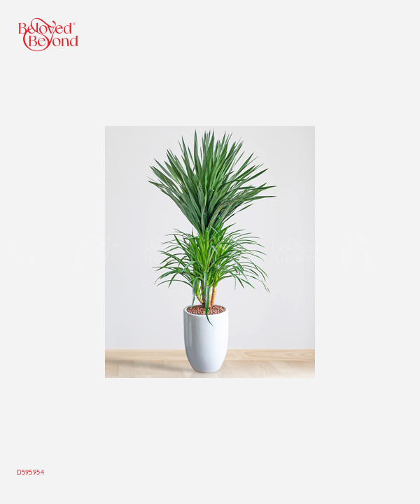 Phát Tài Núi - belovedbeyond.com