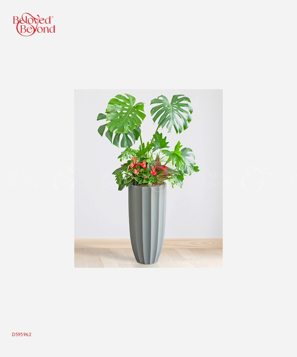 Lưỡi Hổ Mix 70 - belovedbeyond.com