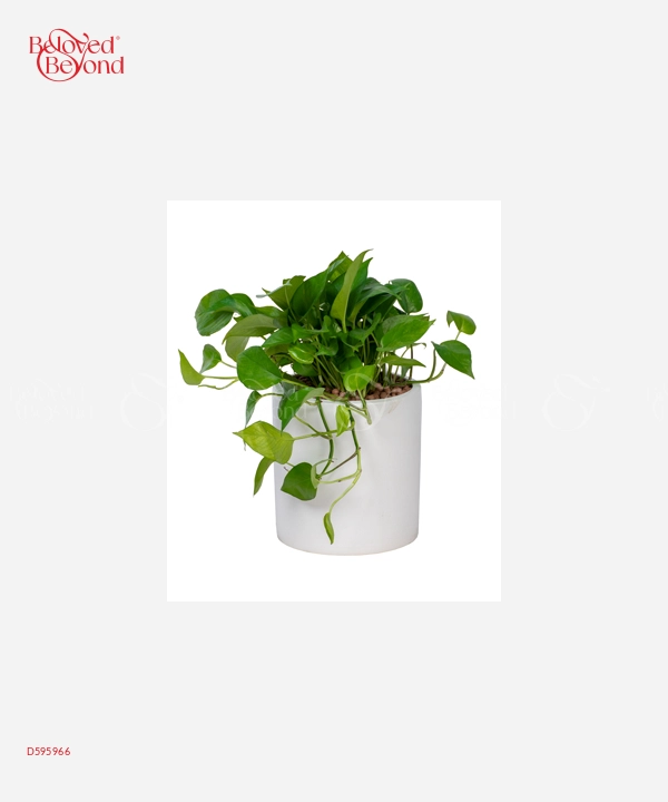 Trầu Bà 28 - belovedbeyond.com