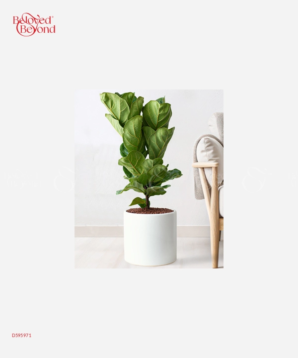 Bàng Singapore 60 - belovedbeyond.com