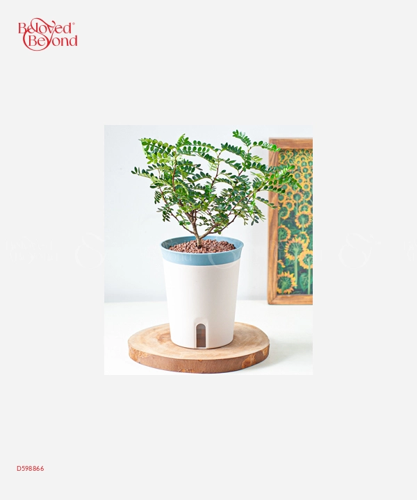 Mèo Thần Tài Neko - belovedbeyond.com