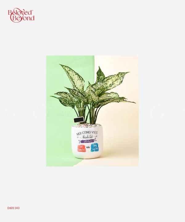 Thành Đạt - belovedbeyond.com