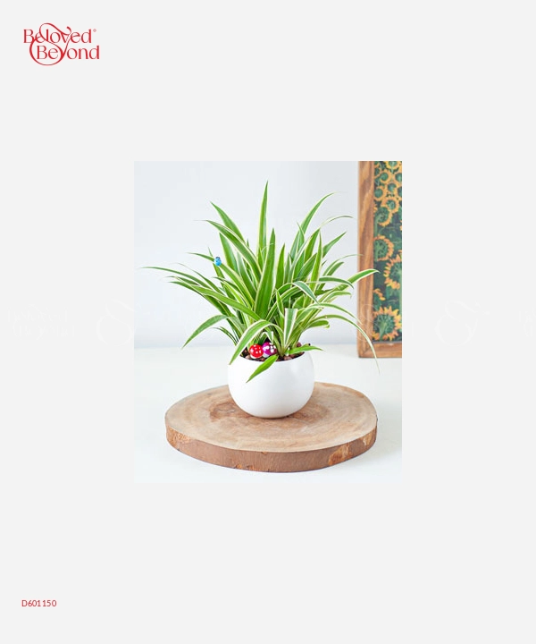 Thương - belovedbeyond.com