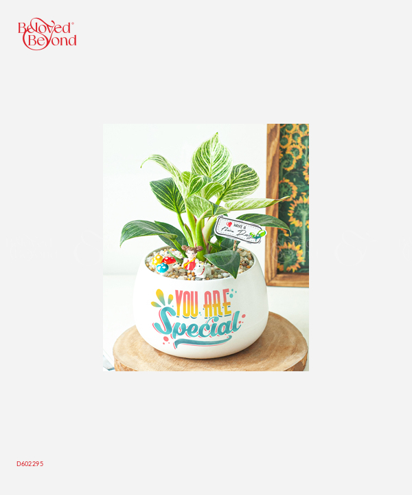 Thương Cây Bàng Non - belovedbeyond.com