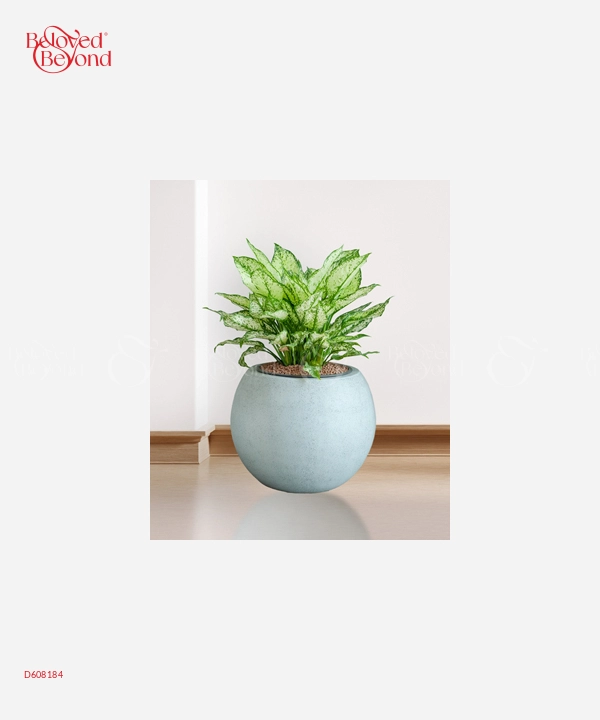 Ngọc Ngân Cps - belovedbeyond.com