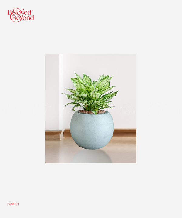 Ngọc Ngân Cps - belovedbeyond.com