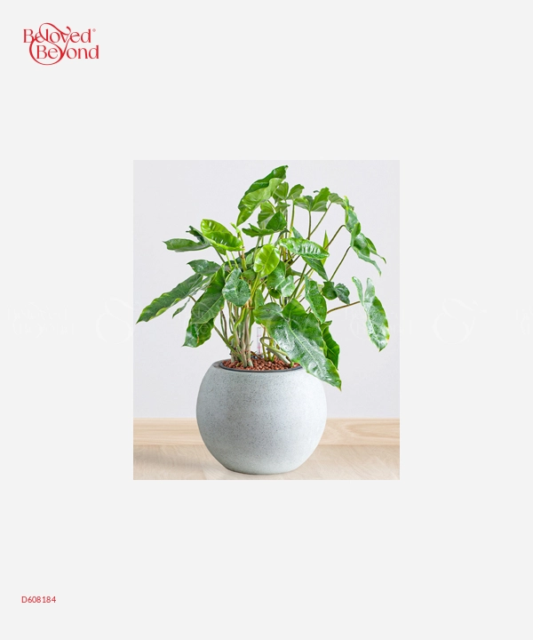 Ngọc Ngân Cps - belovedbeyond.com