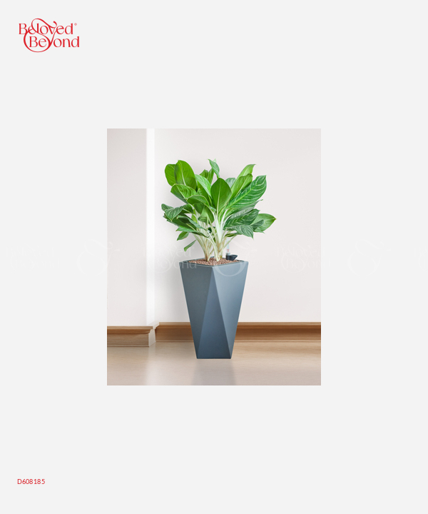 Bạch Mã Hoàng Tử Cps - belovedbeyond.com