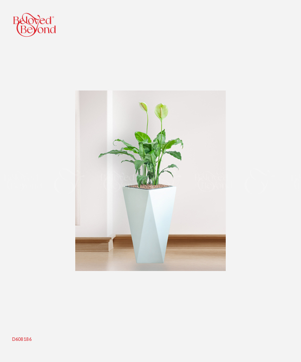 Lan Ý Cps - belovedbeyond.com