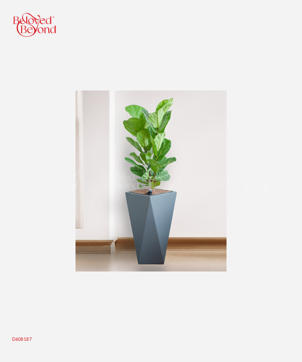 Bàng Singapore Cps - belovedbeyond.com