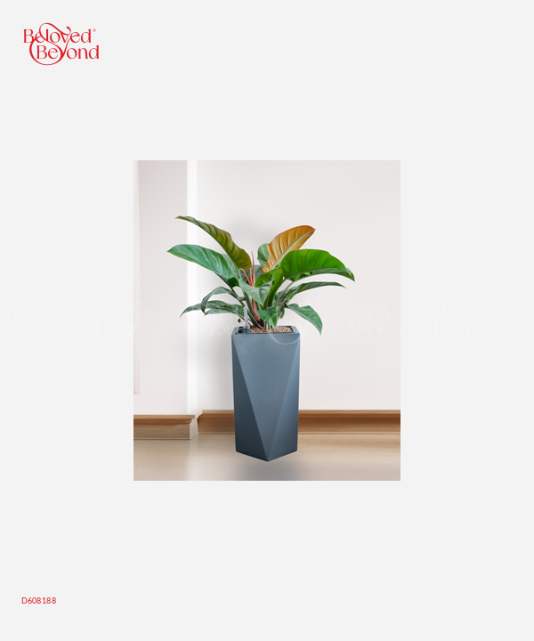 Trầu Bà Đế Vương Đỏ Cps - belovedbeyond.com