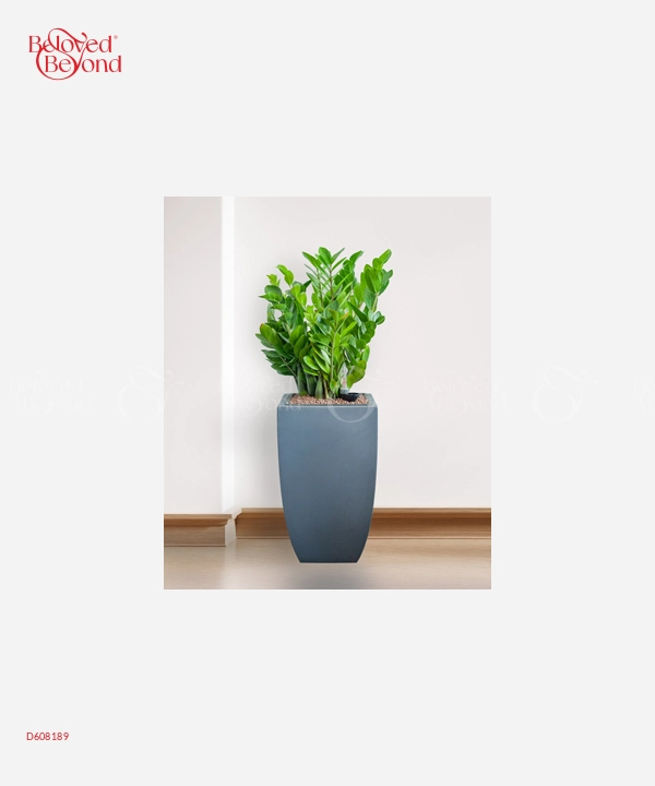 Kim Tiền Cps Vuông - belovedbeyond.com