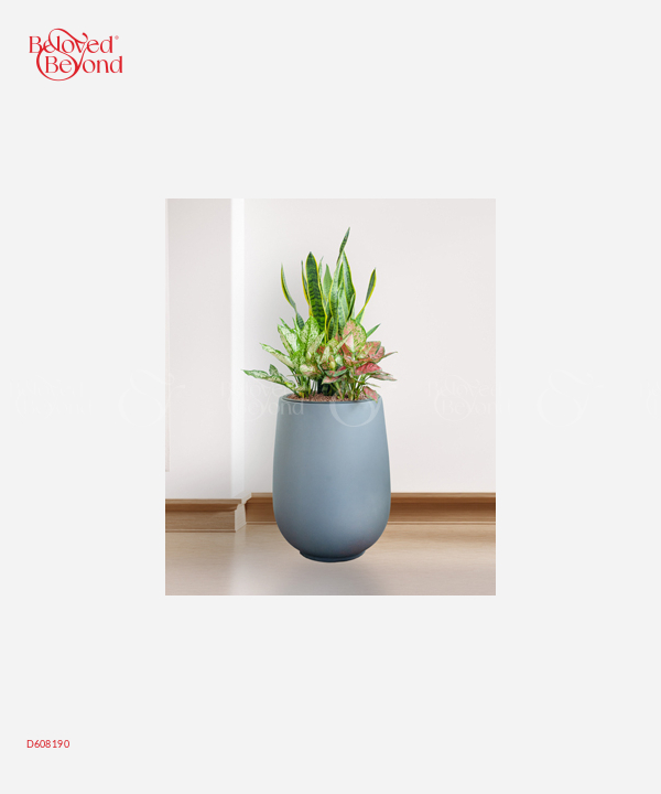 Lưỡi Hổ Cps Mix - belovedbeyond.com