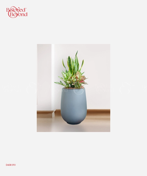 Lưỡi Hổ Cps Mix - belovedbeyond.com
