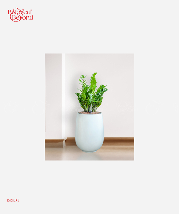 Kim Tiền Cps - belovedbeyond.com