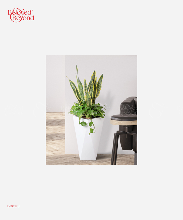 Lưỡi Hổ Dẫn Lộc - belovedbeyond.com