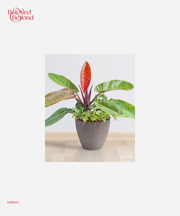 Trầu Bà Xm - belovedbeyond.com