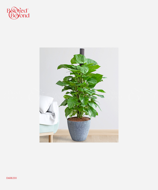 Cây Nội Thất Lan Ý 30 - belovedbeyond.com