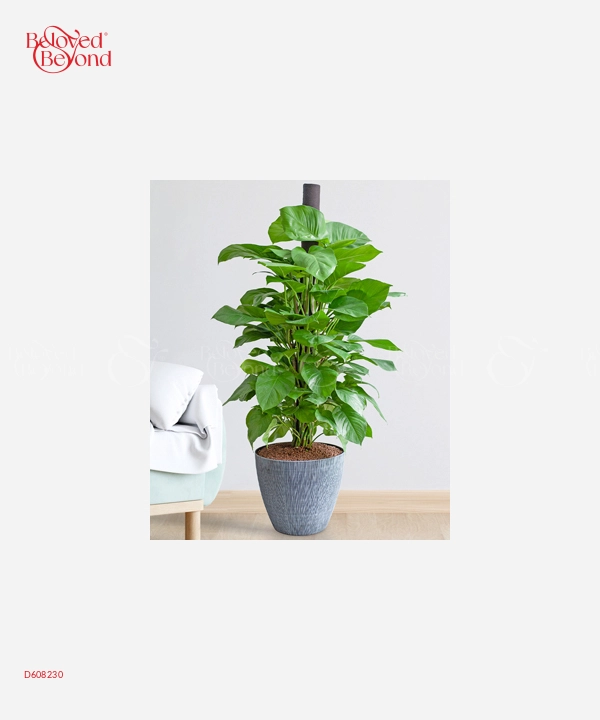 Cây Nội Thất Lan Ý 30 - belovedbeyond.com