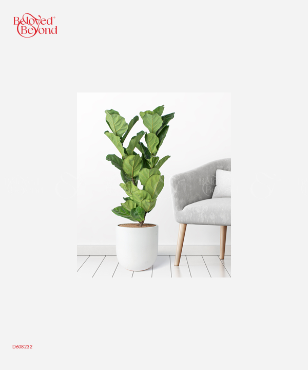 Bàng Singapore 30 - belovedbeyond.com