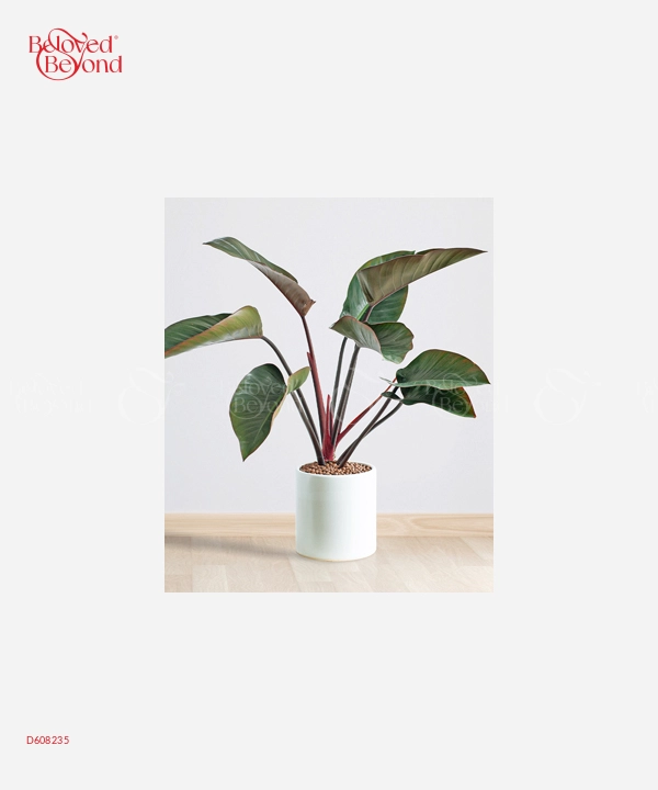 Trầu Bà 28 - belovedbeyond.com