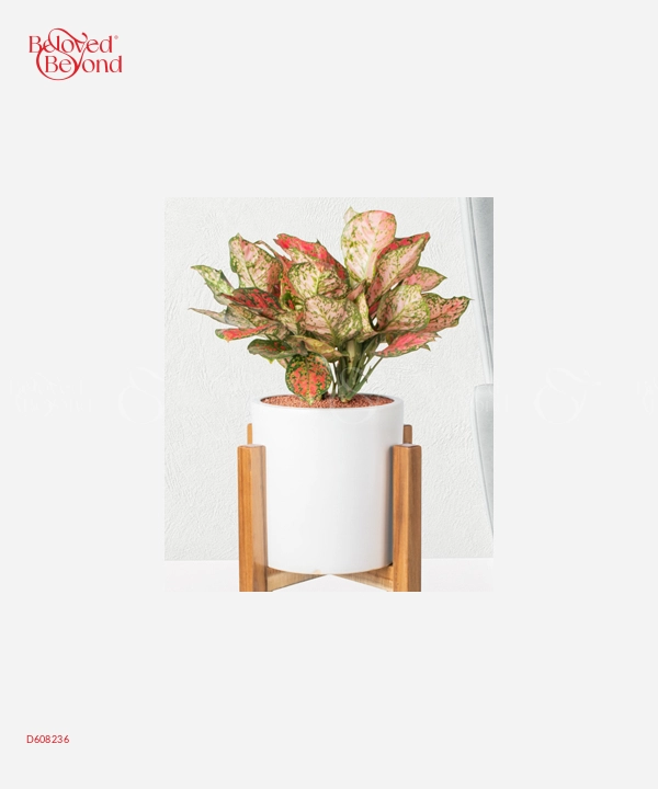 Vạn Lộc 28 - belovedbeyond.com