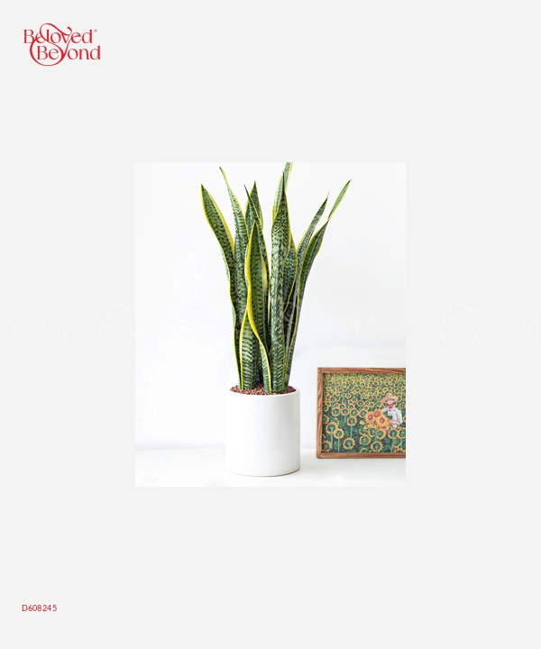 Lưỡi Hổ 28 - belovedbeyond.com