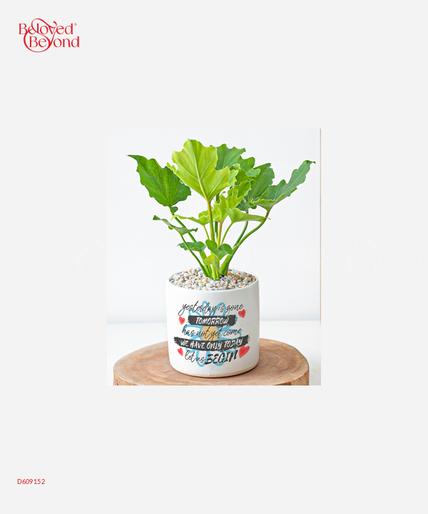 Tân Niên Phát Lộc - belovedbeyond.com