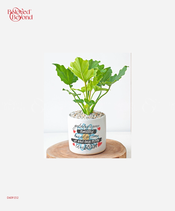 Tân Niên Phát Lộc - belovedbeyond.com