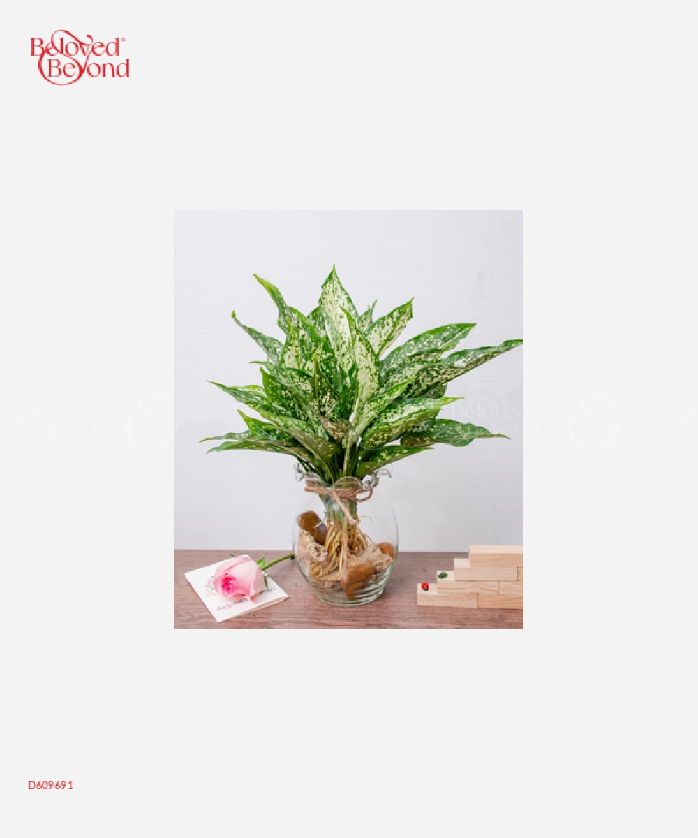Ts Ngọc Ngân - belovedbeyond.com