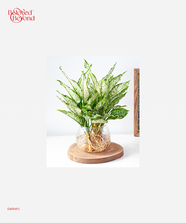 Ts Ngọc Ngân - belovedbeyond.com