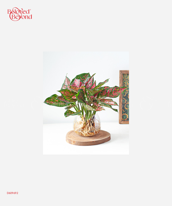 Ts Vạn Lộc - belovedbeyond.com