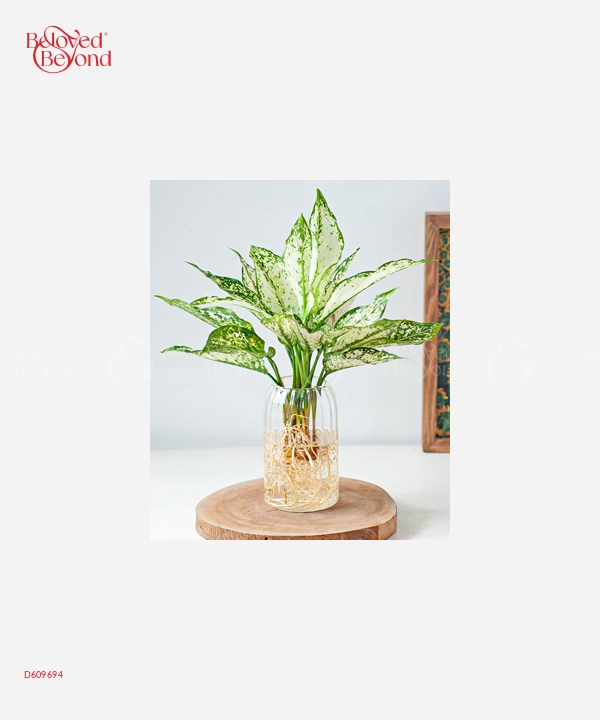 Trầu Bà Thủy Sinh - belovedbeyond.com
