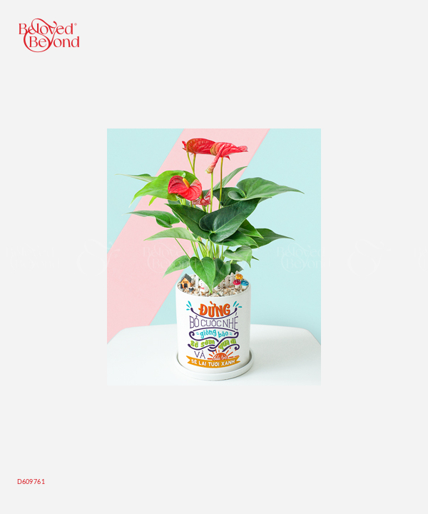Hồng Môn Cát Tường - belovedbeyond.com