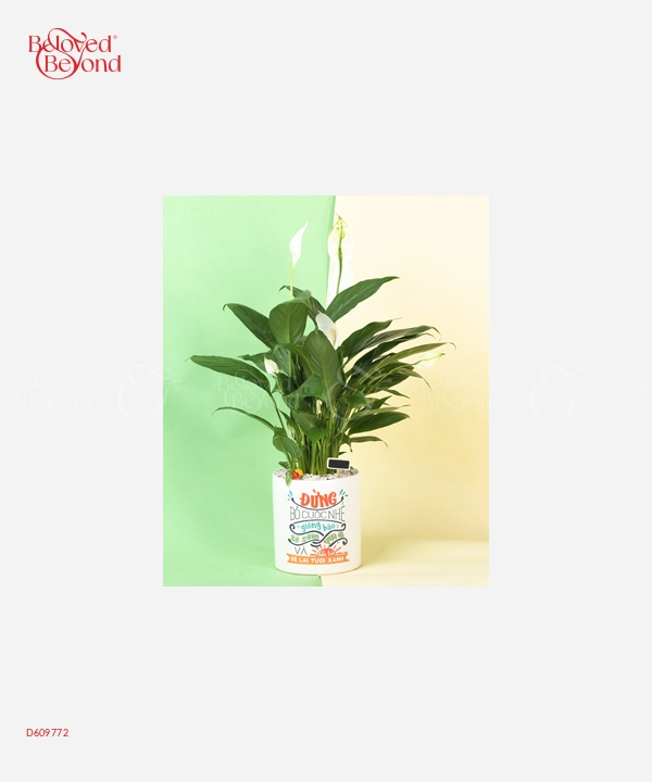 Đừng Bỏ Cuộc - belovedbeyond.com