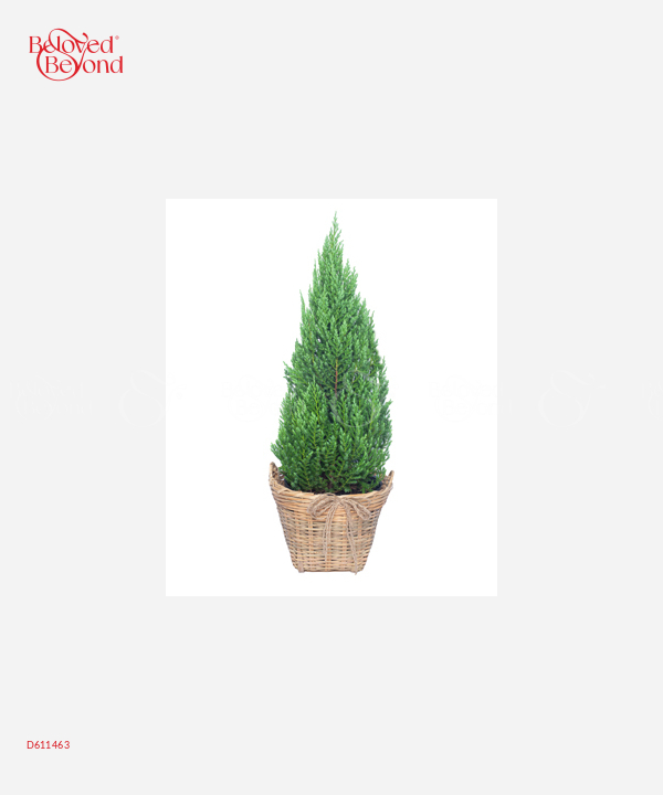 Cây Thông 80Cm Mẫu 5 - belovedbeyond.com