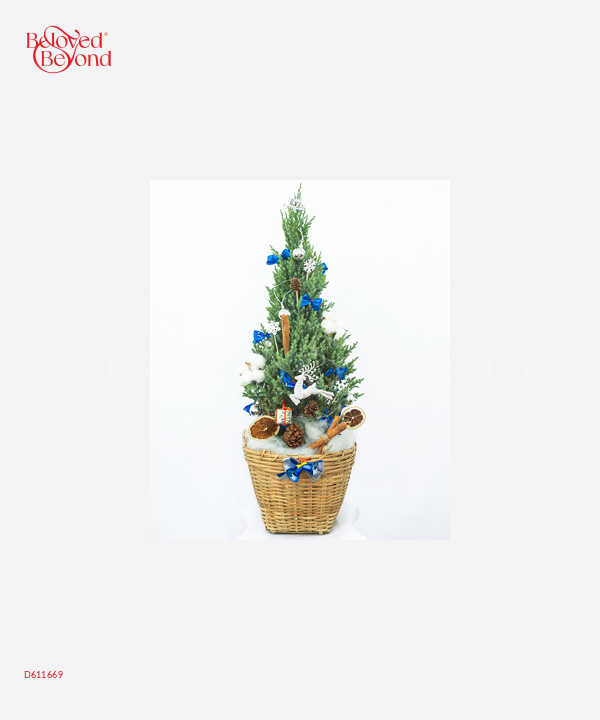 Cây Thông 50Cm Mẫu 1 - belovedbeyond.com