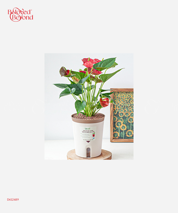 Kim Ngân Chậu Tự Tưới - belovedbeyond.com