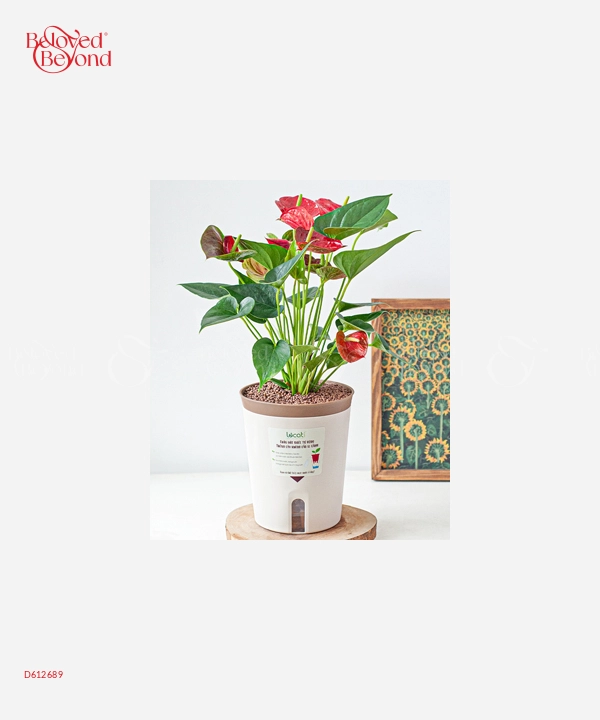 Kim Ngân Chậu Tự Tưới - belovedbeyond.com