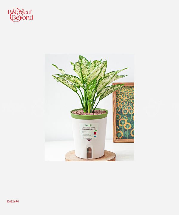 Bình An Chậu Tự Tưới - belovedbeyond.com