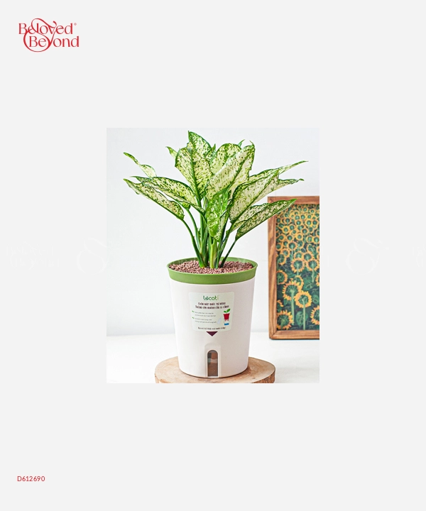 Bình An Chậu Tự Tưới - belovedbeyond.com