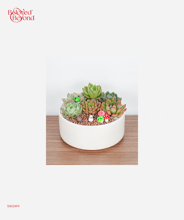 Little Succulents - belovedbeyond.com